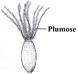 Plumose